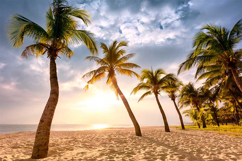 A photograph to represent Hawaii, featuring palm trees silhouetted by the setting sun on a white sand beach.