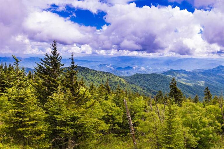 A photograph to represent North Carolina, featuring a mountainside crowded with evergreens bursting with vivid green new growth.